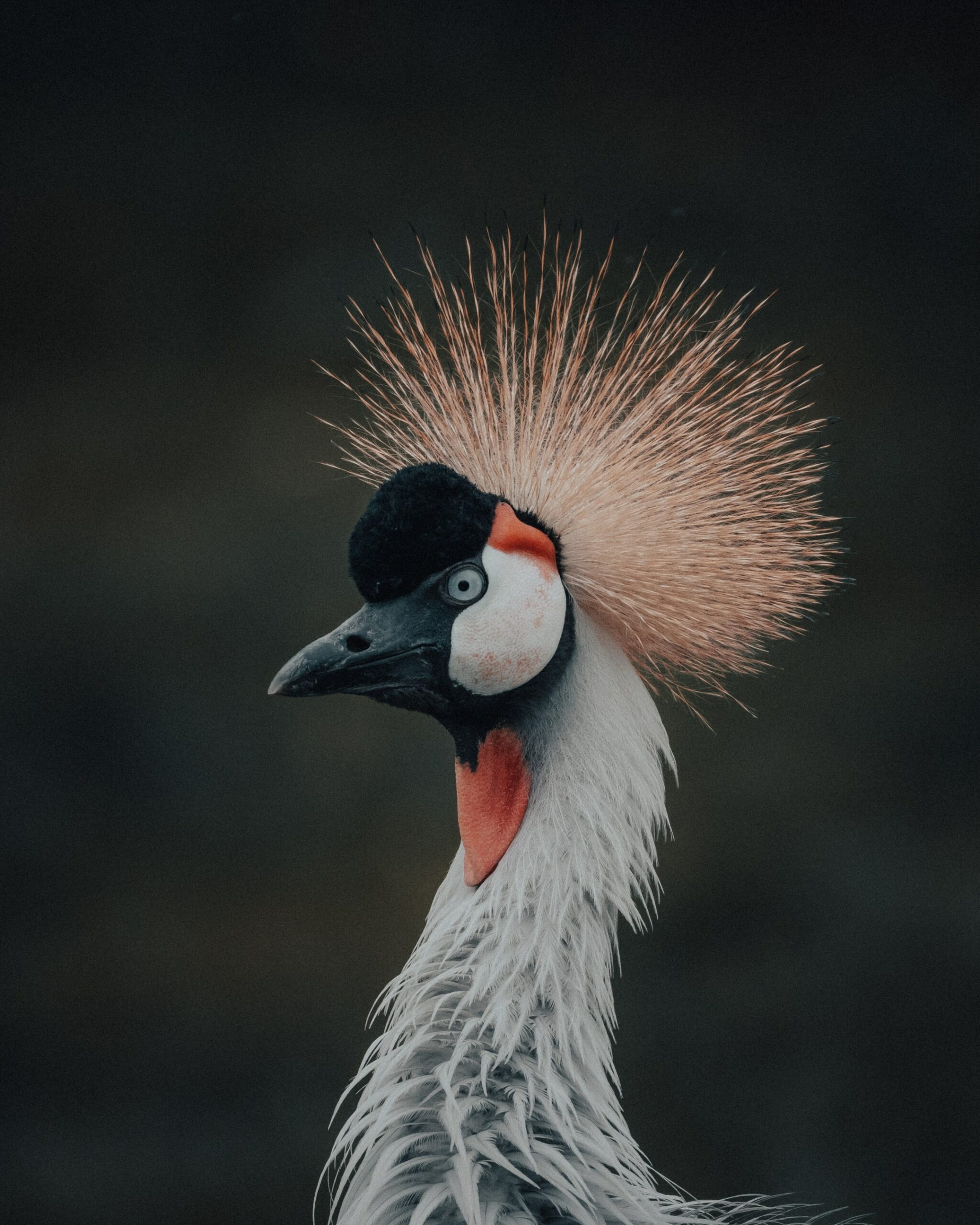 10 reasons to get a bird pet Djuriverse