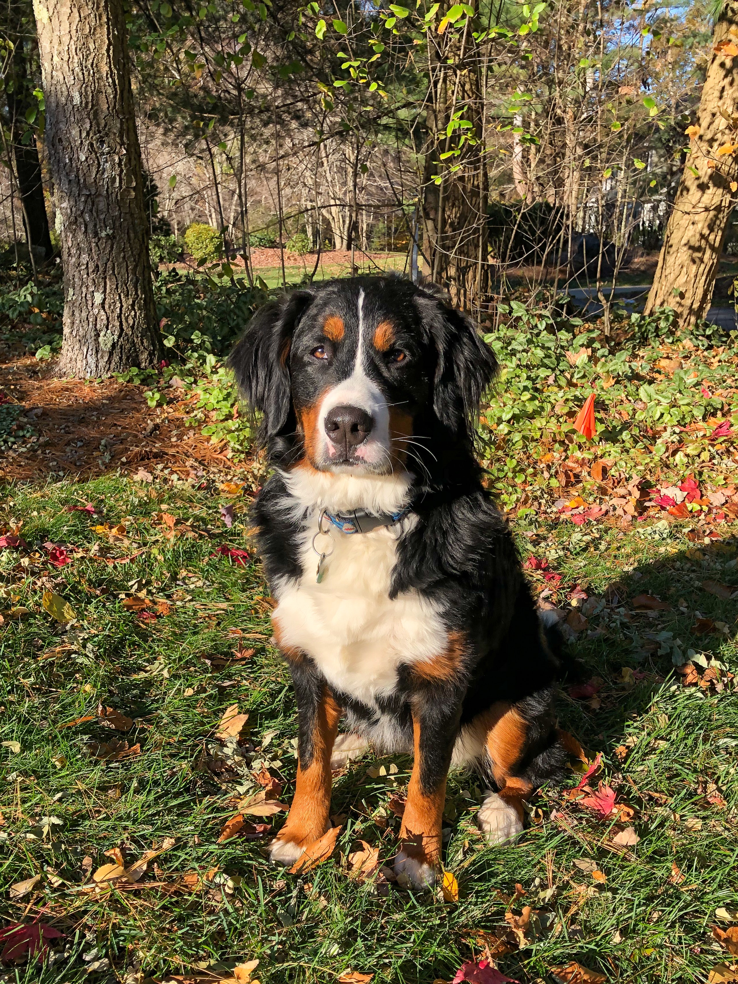 Bernese mountain dog