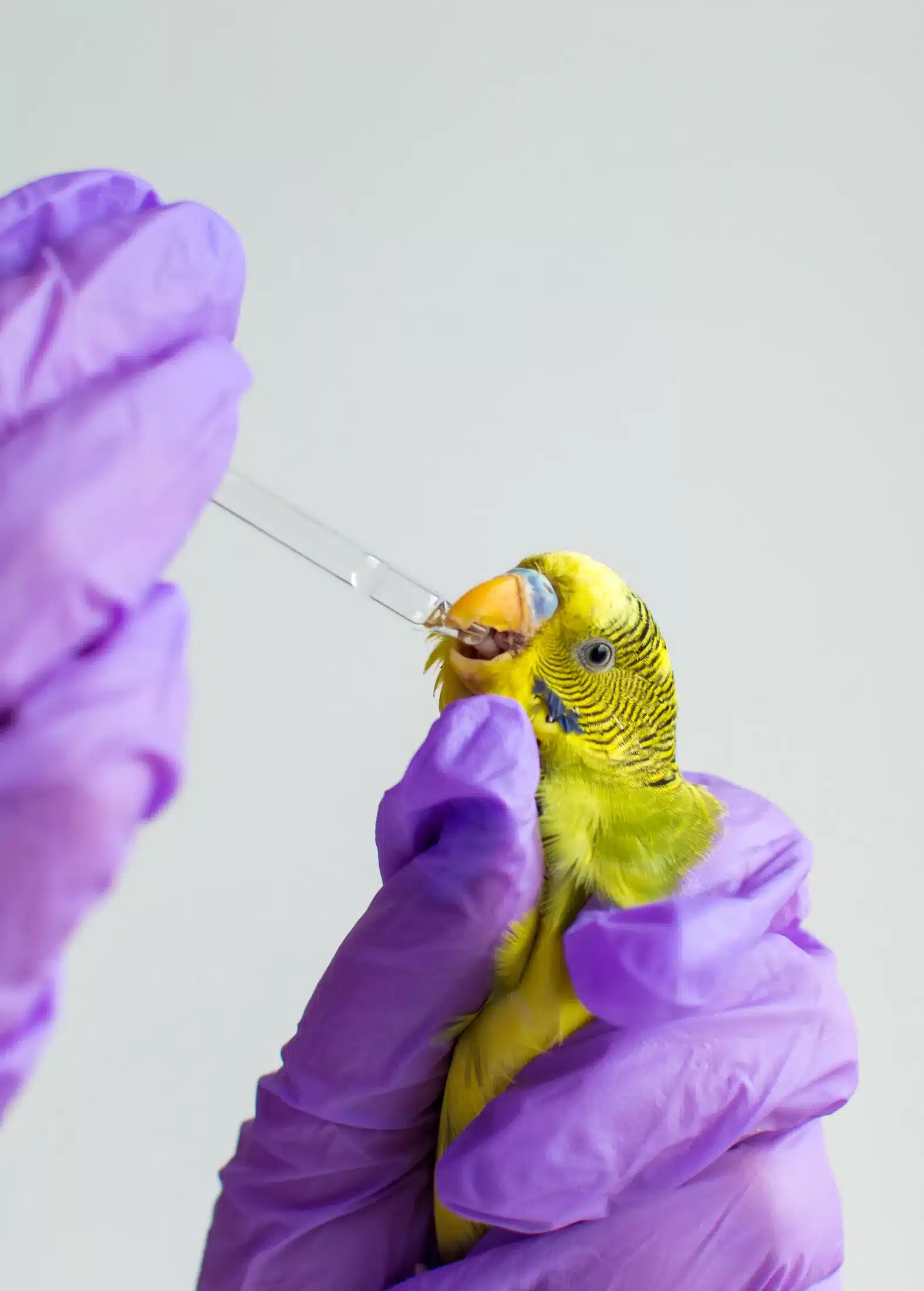 Giving,Medicine,To,An,Exotic,Parrot,Bird,By,A,Vet