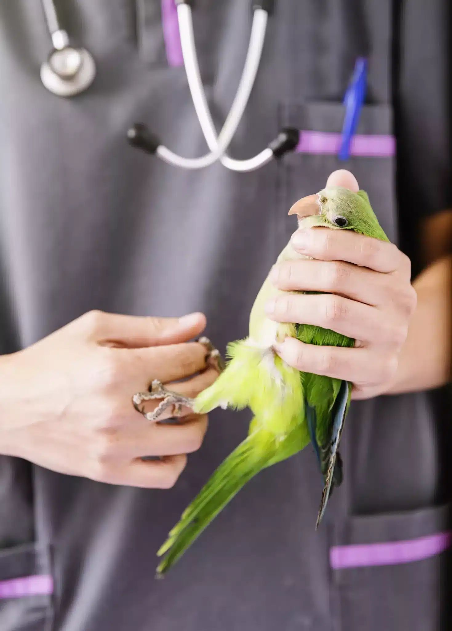 Veterinarian,Doctor,Is,Making,A,Check,Up,Of,A,Kramer