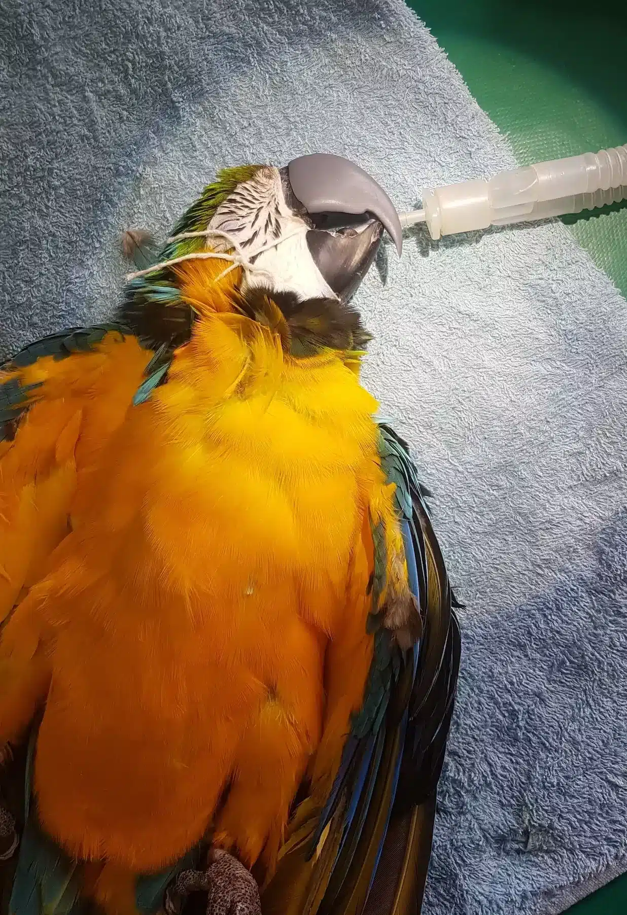 Macaw,Parrot,(yellow,,Green,And,Blue),Sleeping,Under,Anaesthesia,With