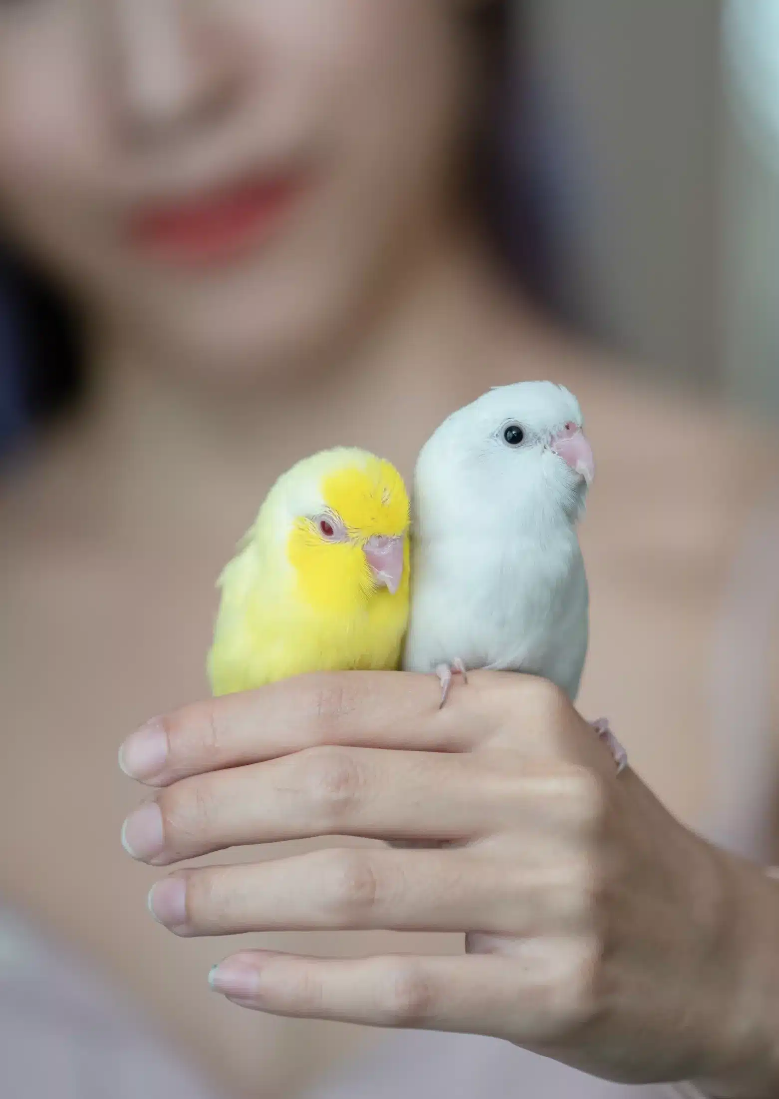 Woman,With,Tiny,Yellow,And,White,Parrot,Forpus,Bird.