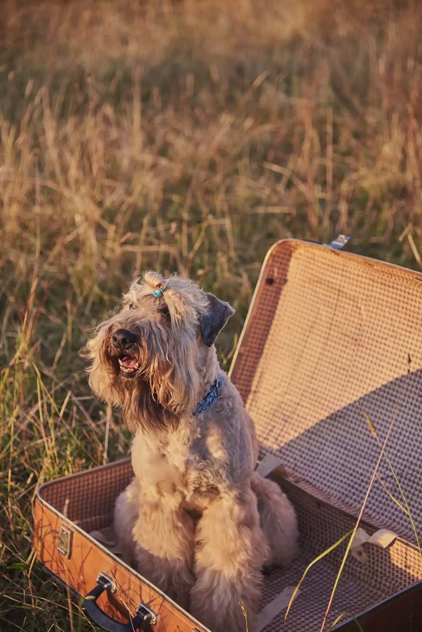 Irish,Soft,Coated,Wheaten,Terrier.,A,Fluffy,Golden,Dog,Sits