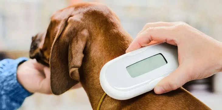 chipmärkning djuriverse hund