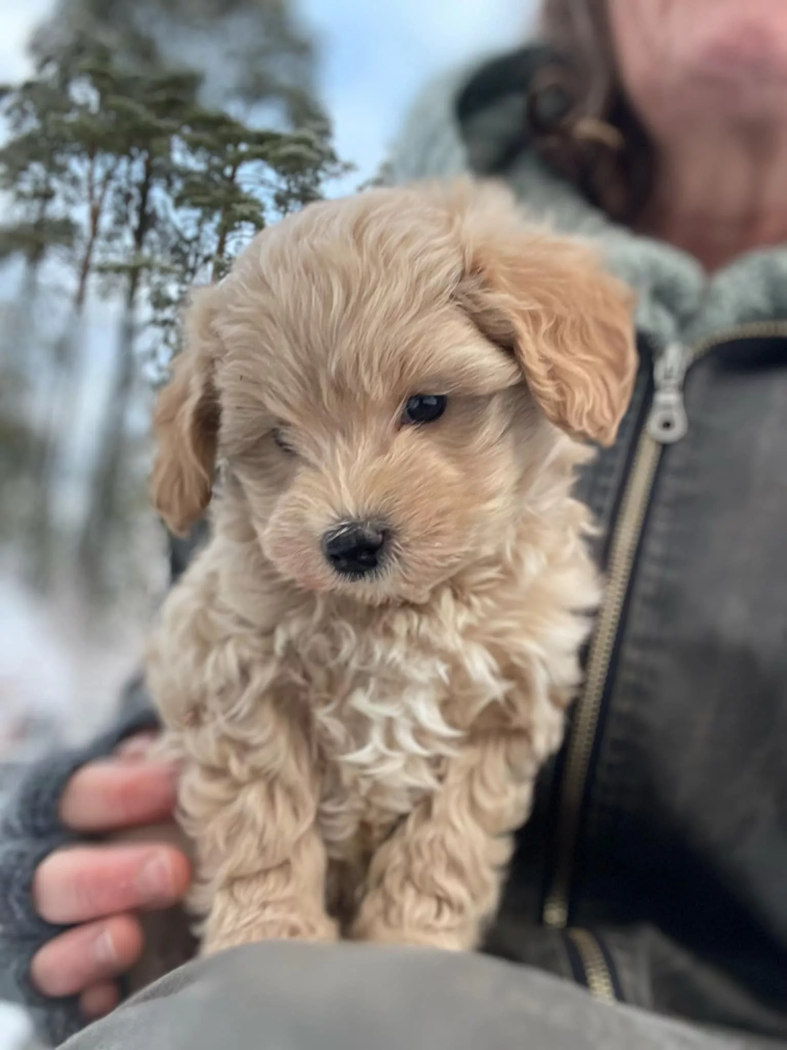 maltipoo valp