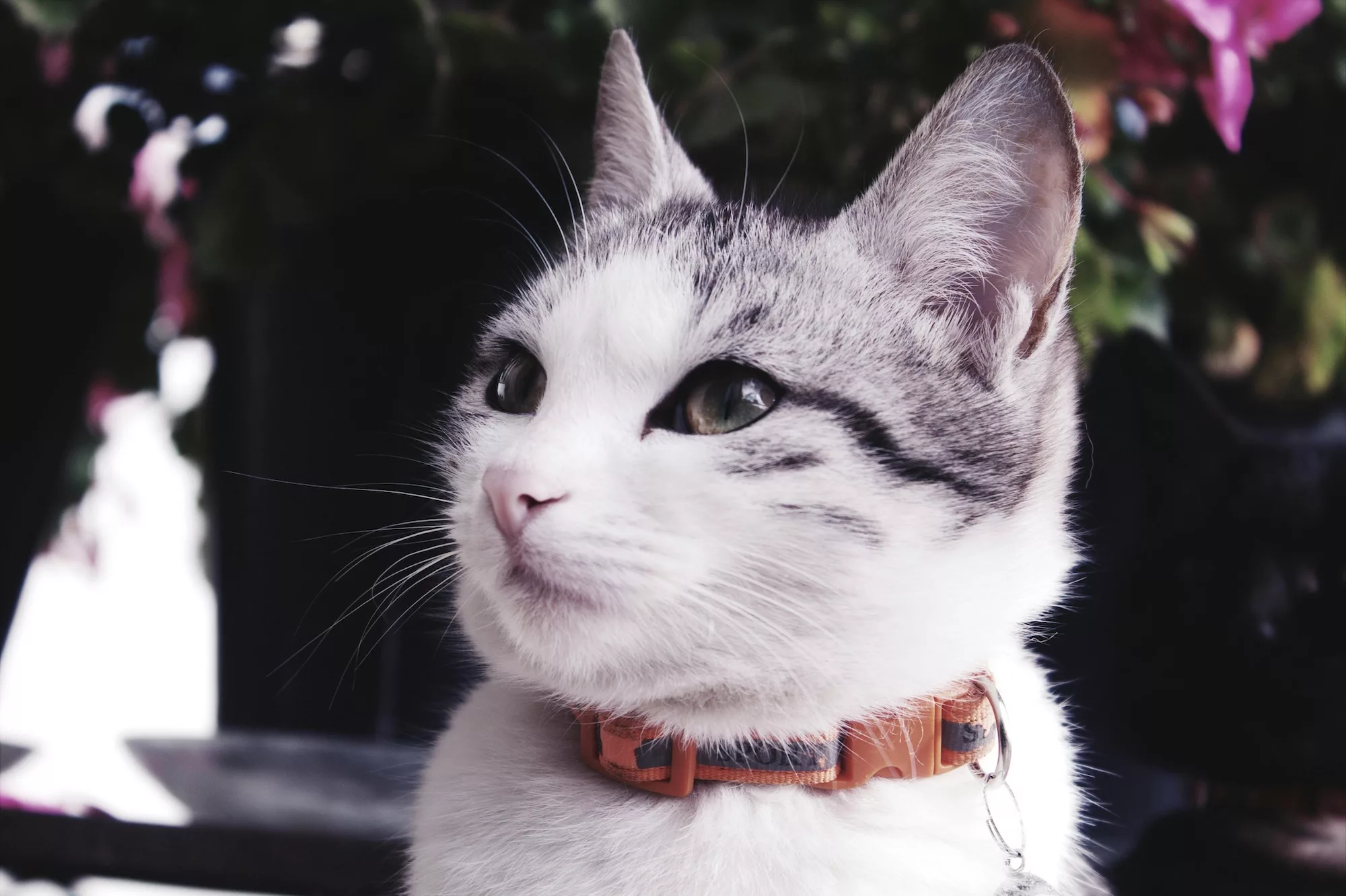 Featured image for “Avmaskning med Intyg för Katt”
