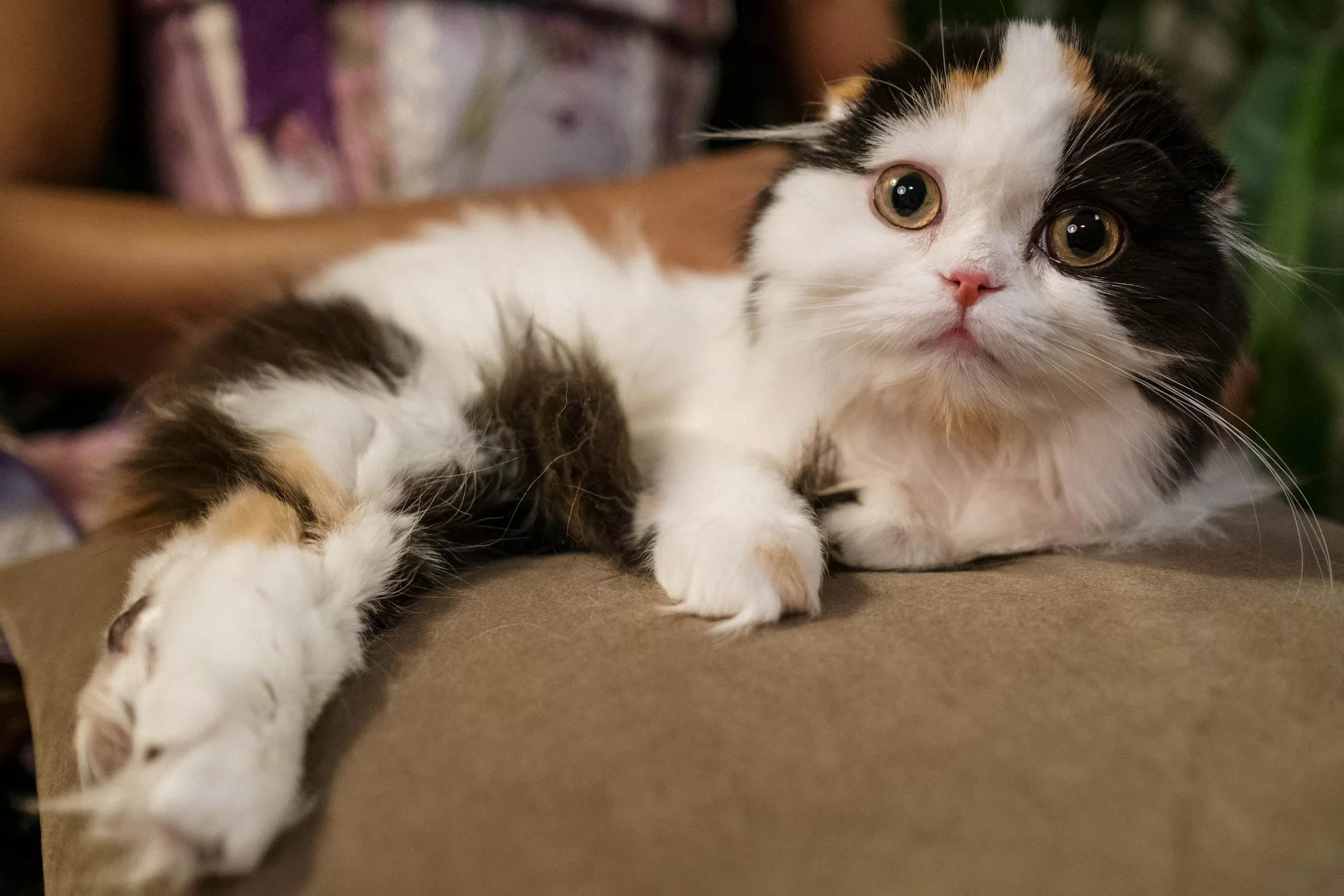 cute cat
