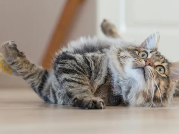 beteendeutv. katt