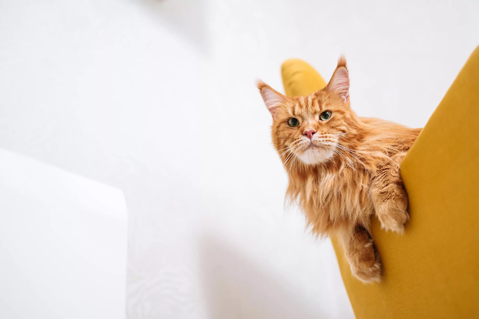 Featured image for “Chipmärkning av katt”