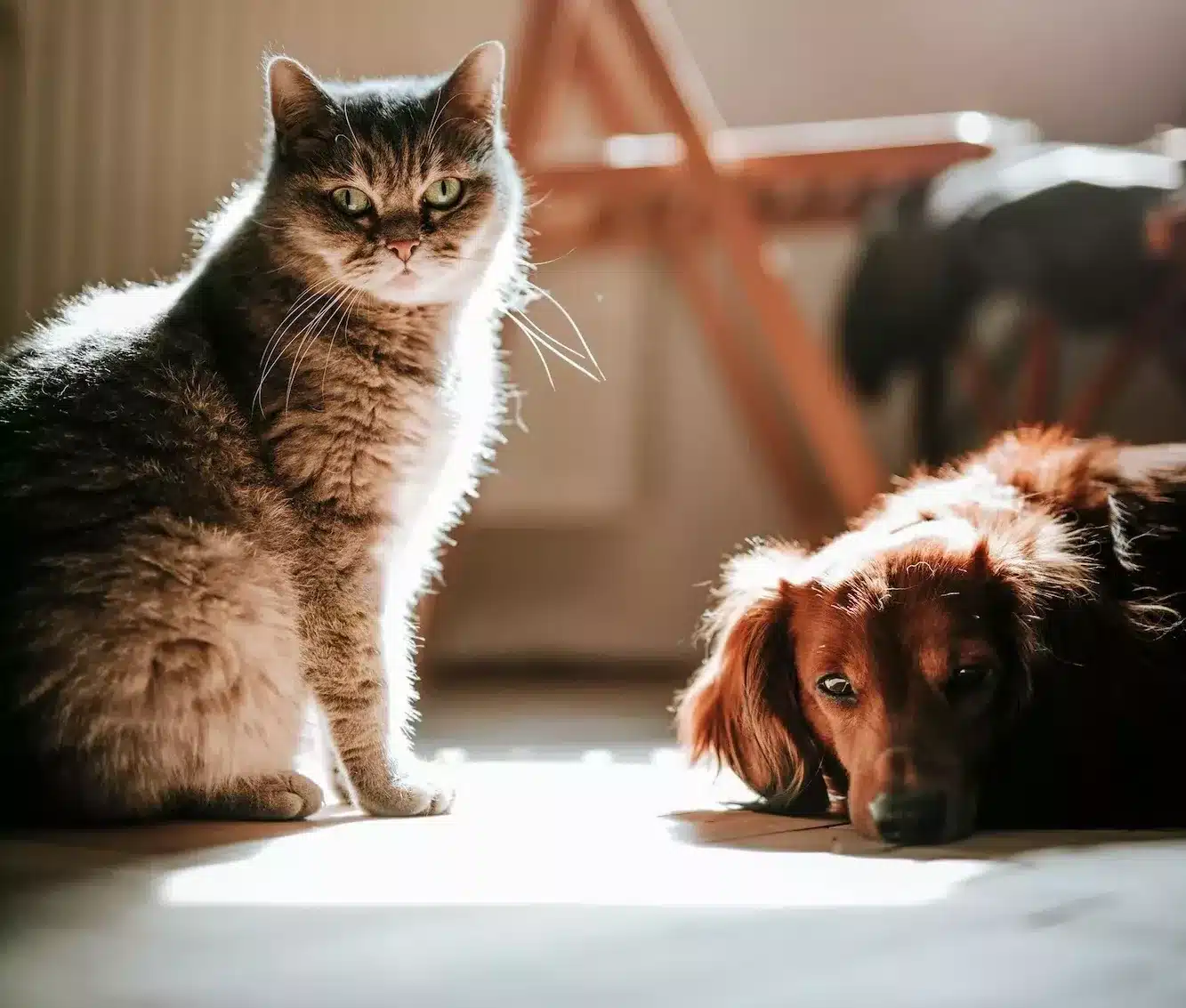 katt och hund