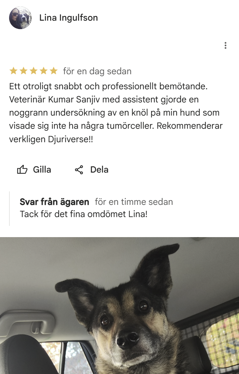 lina google review