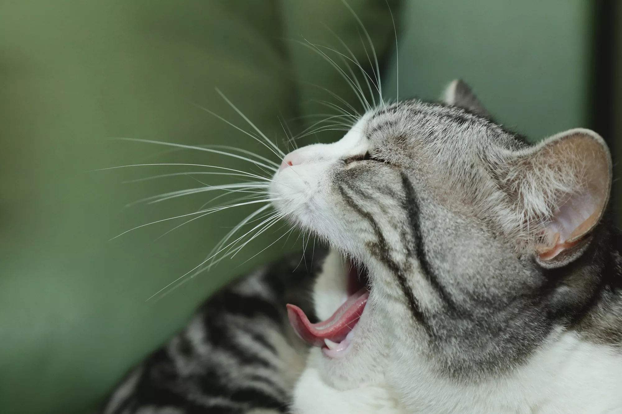 Featured image for “Komplicerad Tandextraktion för Katt”