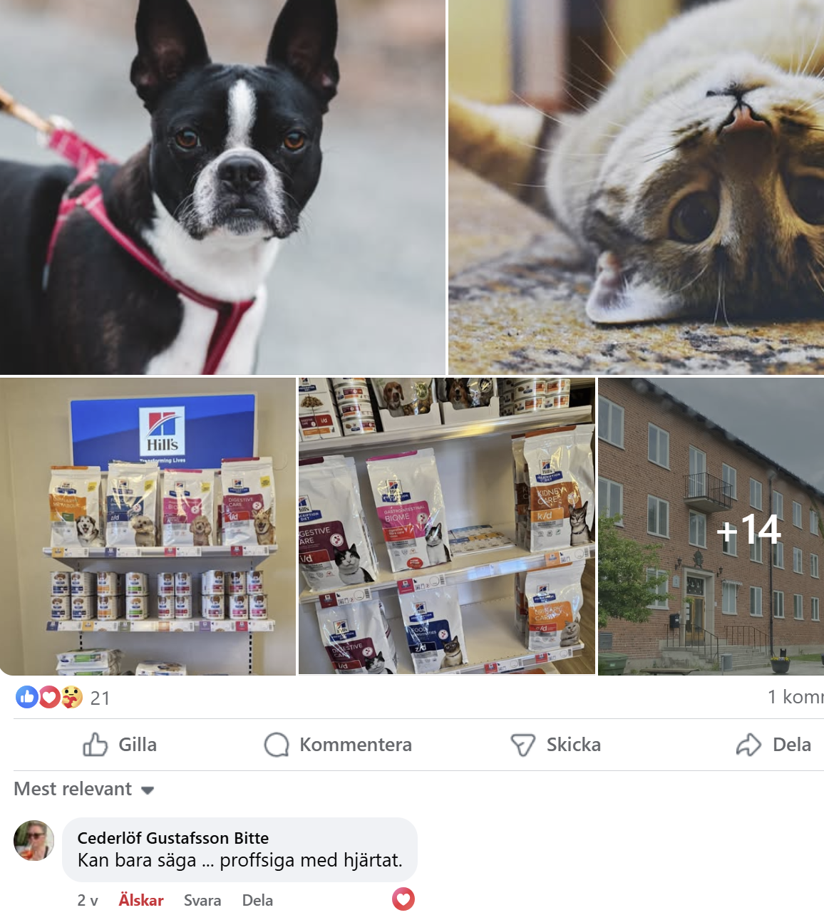 proffsiga med hjärtat