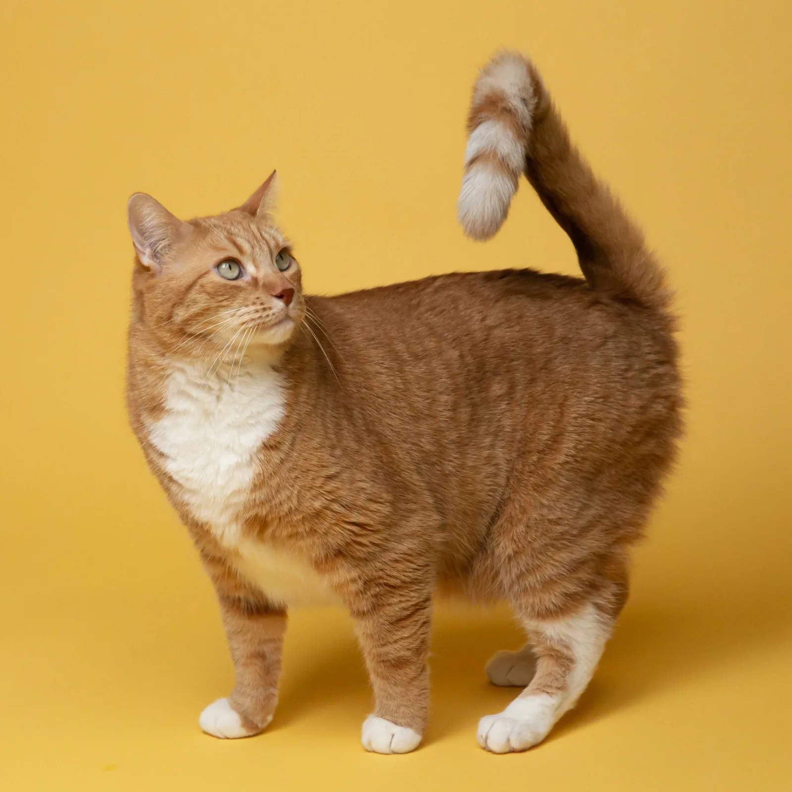 Featured image for “Librela & Solensia – nya behandlingar mot artros och smärta hos hund och katt”